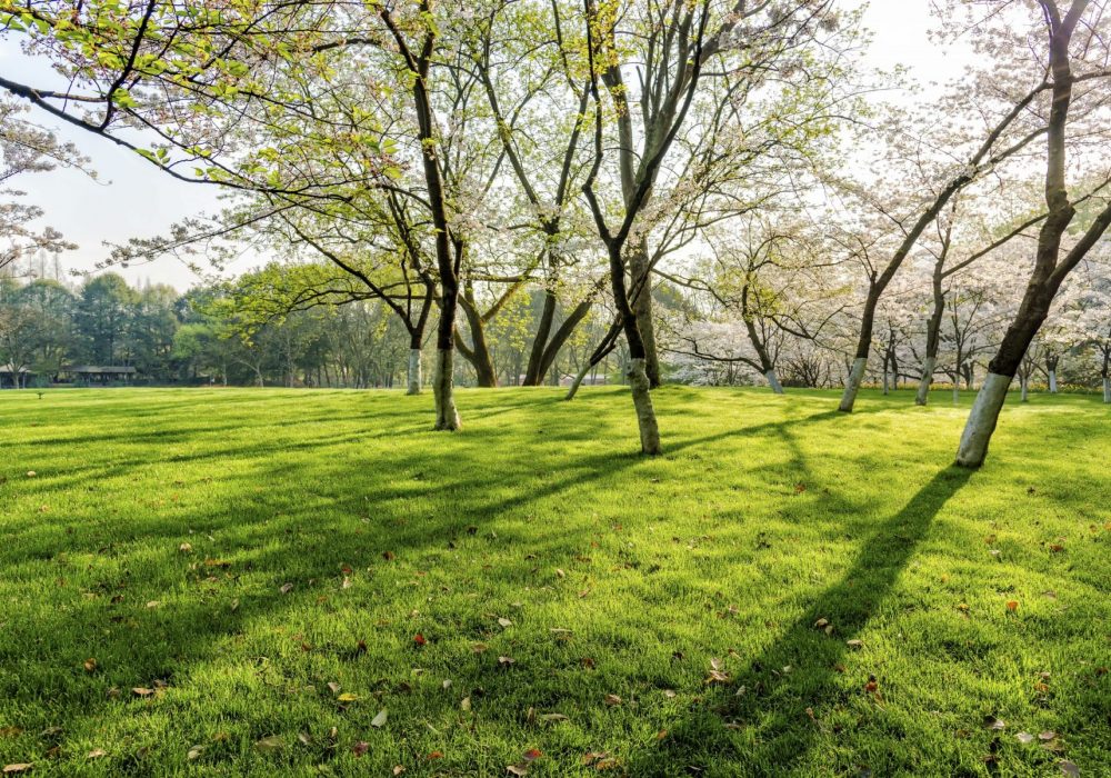 tree and lawns